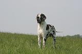 DOGUE ALLEMAND 495